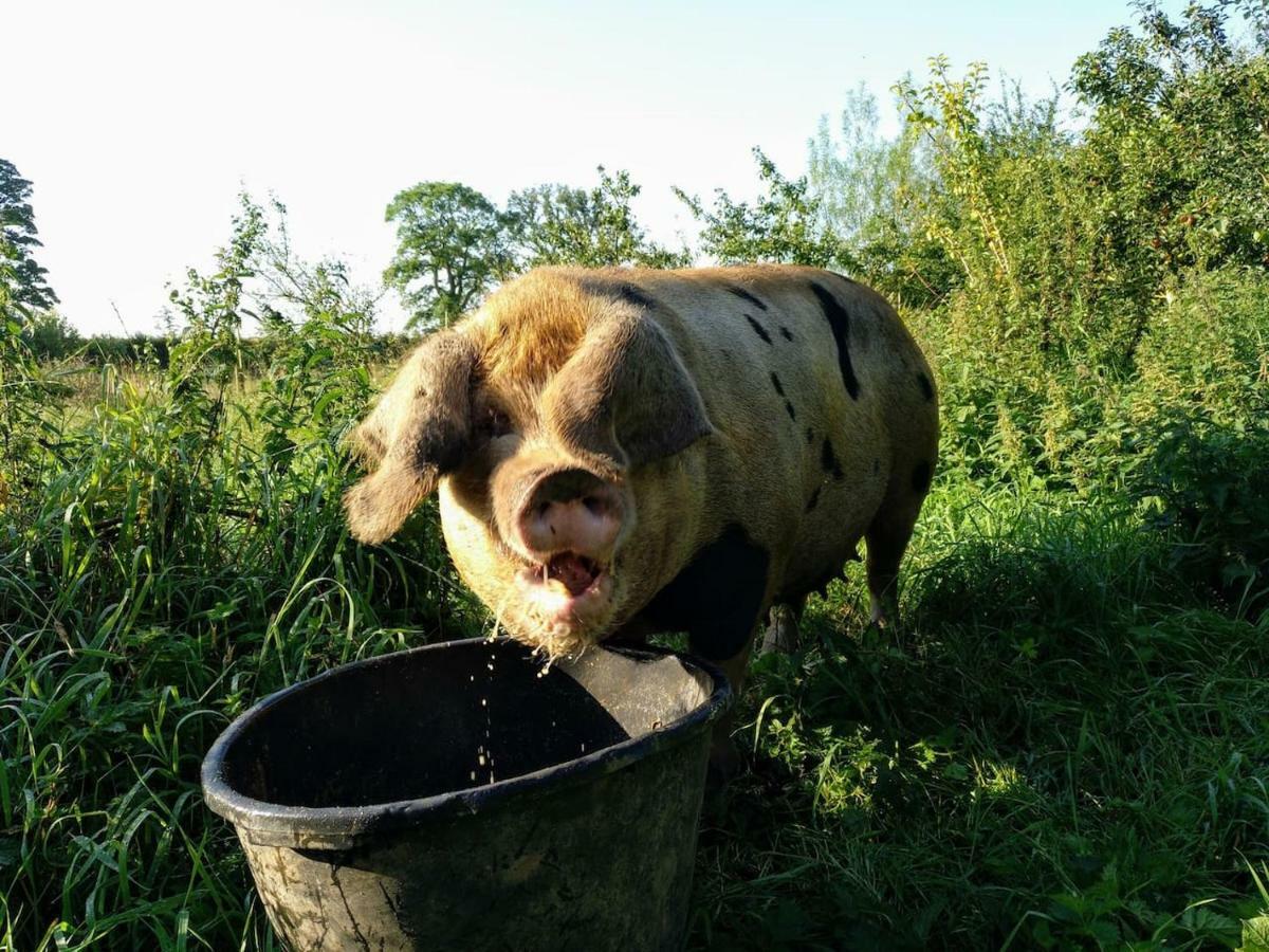 Bastle Retreats Farm Cottage Duns 外观 照片